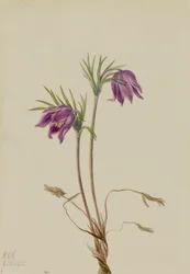 American Pasqueflower Pulsatilla ludoviciana, 1922.