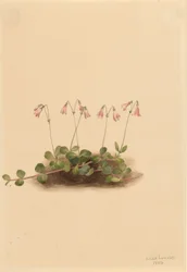 Flor gémea americana (Linnaea borealis americana)
