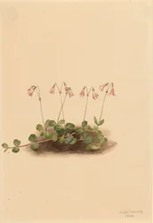 American Twinflower Linnaea borealis americana, 1902.