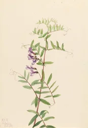 Ervilhaca americana (Vicia americana)