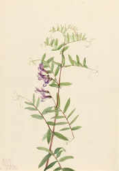 American Vetch Vicia americana, 1922.