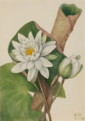 Nenúfar americano (Castalia odorata)