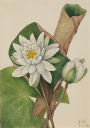 Nenúfar americano Castalia odorata, 1920.