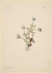 Anémona (Anemone drummondii)
