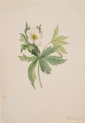 Anemone canadensis, 1907.