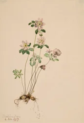 Anemonella Syndesmon thalictroides, 1917.