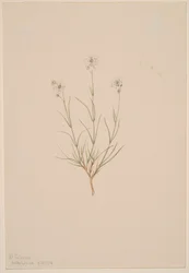 Arenaria formosa, 1904.