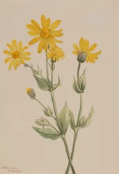Arnica (Arnica latifolia)