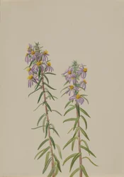 Aster Aster hirariifolius, 1923.