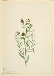 Comandra pallida (Comandra pallida)