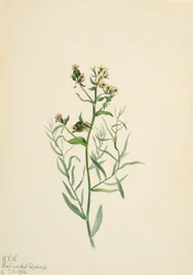 Bastardo do Toadflax Comandra pallida, 1923.
