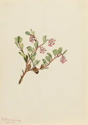 Baga de urso (Arctostaphylos uva-ursi)