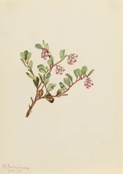 Bearberry Arctostaphylos uva-ursi, 1916.