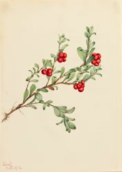 Bearberry Arctostaphylos uva-urso, 1916