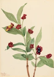 Bearberry Honeysuckle Lonicera involucrata, 1917.