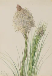 Erva-dos-ursos, Xerophyllum tenax, 1924.