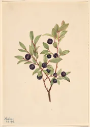 Bagaço grande (Vaccinium membranaceum)