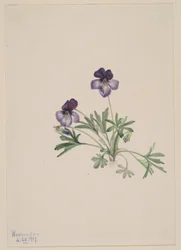 Violeta de pé de pássaro (Viola pedata)