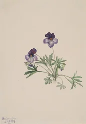 Pés de Ave Violeta Viola pedata, 1917.