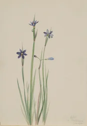 Erva-dos-olhos-azuis (Sisyrinchium angustifolium)