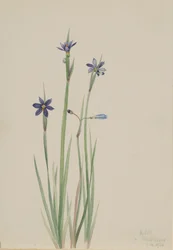 Sisyrinchium angustifolium de olhos azuis, 1920.