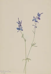 Larkspur azul (Delphinium nuttallianum)