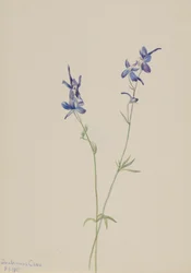 Delphinium nuttallianum Larkspur Delphinium azul, 1905.