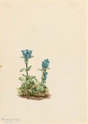 Genciana verde-azul (Gentiana glauca)