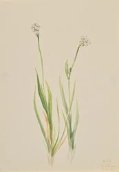 Nartécio-dos-pântanos, Tofieldia intermedia, 1920.