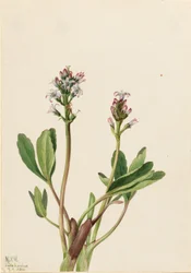 Feijão-do-bugio (Menyanthes trifoliata)