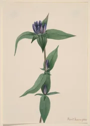 Genciana de garrafa (Gentiana saponaria)