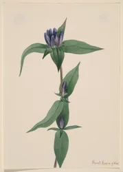 Garrafa Gentian Gentiana saponaria, 1905.