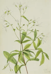 Raiz-de-bruxa (Porteranthus trifoliatus)