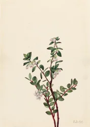 Bagaço de bagaço (Gaylussacia brachycera)