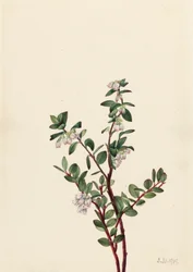 Caixa Huckleberry Gaylussacia brachycera, 1919.