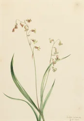 Bronzebells Stenanthium occidentale, 1906.