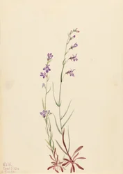 Lobélia do ribeiro (Lobelia kalmii)