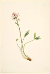 Fava-de-burro (Menyanthes trifoliata)
