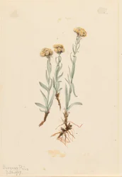 Patas-de-gato amareladas (Antennaria luzuloides)