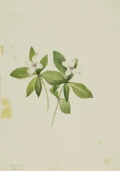 Bunchberry Cornus canadensis, 1902.