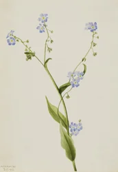 Bur-forget-me-not Lappula difusa, 1903