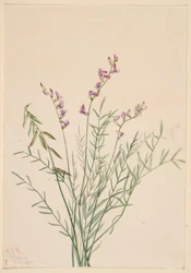 Ervilhaca de Burgess (Astragalus bourgovii)