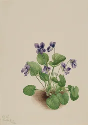 Butterfly Violet Viola papilionacea, 1923.