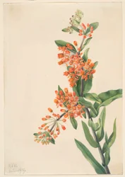 Erva-das-borboletas (Ascelpias tuberosa)