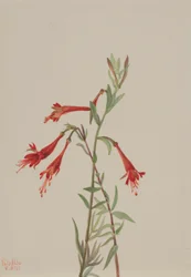 Fuschia da Califórnia (Zauschneria californica)