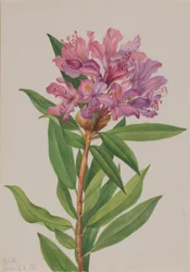 Rosa-Baía da Califórnia (Rhododendron californicum)