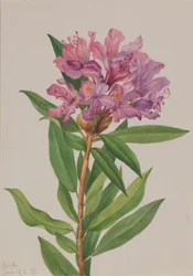 Califórnia Rose-Bay Rhododendron californicum, 1933.