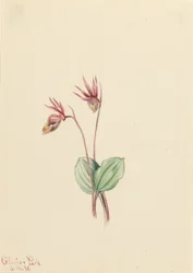 Calipso (Cytherea bulbosa)