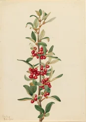 Búfalo do Canadá (Lepargyrea canadensis)