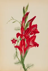 Cannas e Cypress Vine (Canna species e Ipomoea quamoclit)